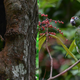 Puerto Rican parrots in the El Yunque rainforest. Photos Courtesy Tayna Harrison
